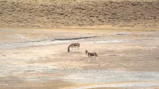 Wild Ass or Kiang forages on salt pans in Ladakh