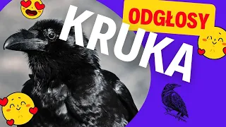 ODGŁOSY KRUKA - odgłosy zwierząt -jak wygląda kruk - kruk na wideo - złowieszcze skrzeczenie kruka