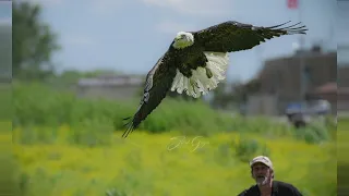 Poisoned bald eagle set free in rural Illinois after months of rehab