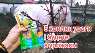 Всі обробки абрикоса та  персика в одному відео! Будете з урожаєм 🍑