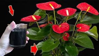 I Poured 1 Cup! Suddenly, Anthurium Blooms Out Of Control