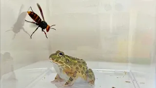 【African bullfrog】Pocohead & Asian giant hornet【WARNING LIVE FEEDING!! 】