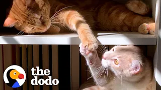 Cat Hates His New Kitten Brother And Hisses At Him Until...💓 | The Dodo Cat Crazy