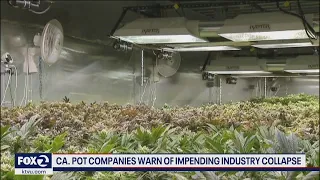 California pot companies warn of impending industry collapse