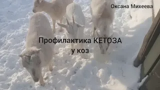 Профилактика КЕТОЗА у коз.