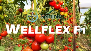 WELLFLEX F1 SEMINIS ANTALYA / TÜRKİYE İSTİXANA ZİYARƏTİ 2023