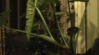 🌱Monstera deliciosa unfurling leaf time lapse🌱