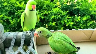 Ringneck Talking Parrot Greeting Baby Parrot #Greetingparrot #talkingparrot