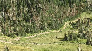 Grizzly Bear Encounter 2020, Hidden Lake, Glacier, Montana.