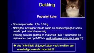 Voortplanting Kat Deel 9