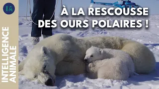 Nick Lunn, l'homme qui murmurait à l 'oreille des ours I IA