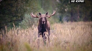 Trophy elk hunting in the Republic of Belarus. Moose hunting with vboy