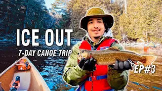 BEAUTIFUL Brook Trout | EP3 - Spring Camping Algonquin Backcountry 7 Days