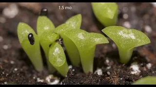 Six years of growing Saguaro cacti from seeds; Sonoran Desert