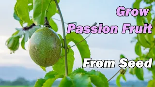 How to Grow Passion Fruit from Seed - THE SIMPLE EXPLANATION