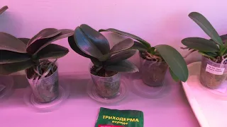 ПРОФИЛАКТИЧЕСКИЙ полив орхидеи после покупки в интернете до пересадки орхидеи
