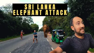 Wild elephant attacks tourists in Sri Lanka 🇱🇰