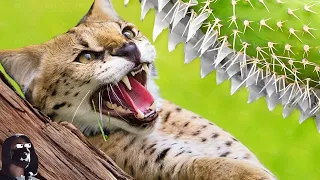 L’Arbre Piège Le Plus Dangereux Qui Attrape Et Mange Des Animaux