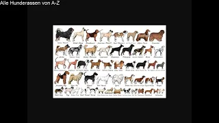 Alle Hunderassen von A-Z #hunde #hunderassen #a-z
