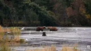 [10/1/2022] 480 Otis & 164 Bucky "Their sweet greeting" (Brooks Falls Bears_explore.org)