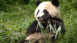 The Spectacular Wildlife of China | 4KUHD | BBC Earth