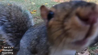 Squirrel Sniff