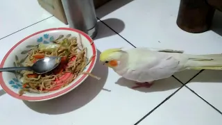 #Cockatiel eating pasta