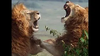 lion attack on lion