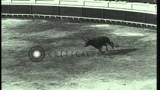 Unarmed bull fighter jumps over charging bull and is attacked in a bullring at Mo...HD Stock Footage