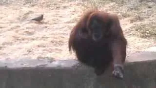 Two cute and super funny monkeys (смешные обезьяны)