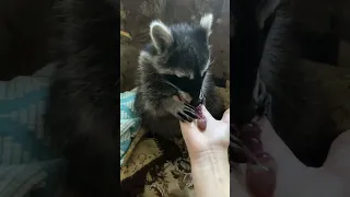 Виноград - те, що лікар прописав  #raccoon #racoon #racoonbuba