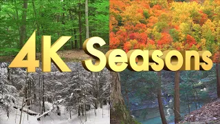 The Best Classical Music - 4K Forest Through the 4 Spectacular and Colorful Seasons