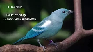 В.Фьорино " Blue canary" (Грустная канарейка) на гармони
