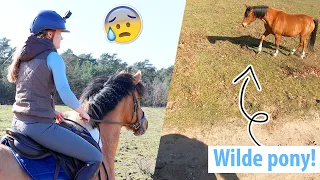 ACHTERVOLGD door WILDE PONY & voorbereidingen SLEUTEL NIEUW HUIS! | felinehoi VLOG #315