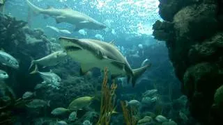 Shark Week 2011: Sand Tiger Sharks Deceive with Toothy Look