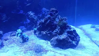 Akwarium morskie 5 miesięcy - walka z DINO (Dinoflagellata -Bruzdnice)