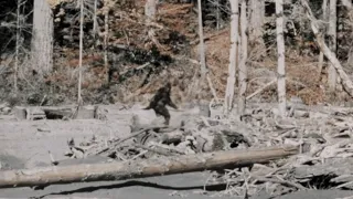 Original bigfoot footage that made people believe