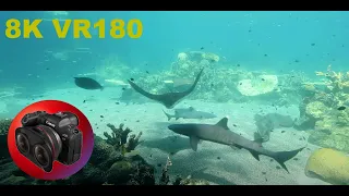 8K VR180 3D Underwater reef at Sea World Part 1 (Travel/Lego ASMR/Music 4K/8K Metaverse)