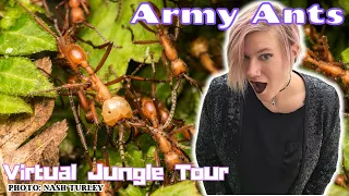 Army Ant Virtual Jungle Tour