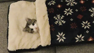 Kitten sleeps in Little Bed