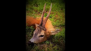Rehbock Jagd in Rumänien 17 Roe buck hunting in Romania 17 Jacht op reeën in Roemenië 17