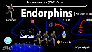Endorphins, Mechanisms of Action, Animation