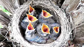 Птенцы Рябинника в гнезде, Chicks Fieldfare