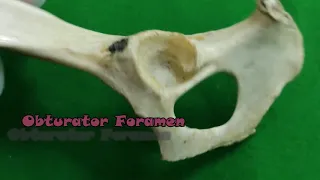 Anatomy of Os coxae/Pelvic Girdle of Dog with Muscular Attachment |Veterinary Anatomy| Dog Hindlimb