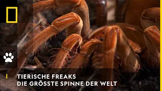 TIERISCHE FREAKS - Die größte Spinne der Welt | National Geographic