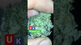 Uk grapefruit strain | Balaclavabuds