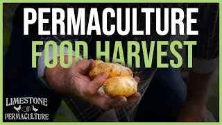 Incredible Permaculture Food Harvest