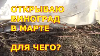 Открываю виноград в марте. Для чего?