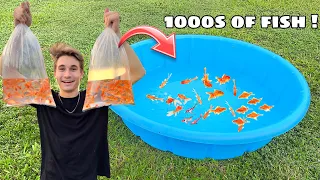 BREEDING 1000s of GOLDFISH IN POOL POND !