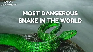 MOST DANGEROUS SNAKES IN THE WORLD ZOO 2022 - Snakes Discovery Channel (Documentary)